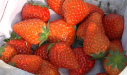 仙仙小草莓吃瓜爆料,娱乐圈惊天大瓜，真相即将揭晓！